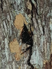 Xysticus bimaculatus