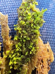 Anastrophyllum michauxii