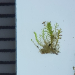 Anastrophyllum michauxii