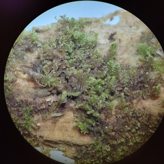 Anastrophyllum michauxii