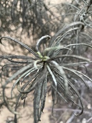 Eriodictyon altissimum