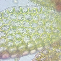 Anastrophyllum michauxii