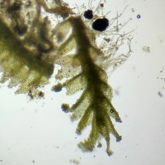 Anastrophyllum michauxii