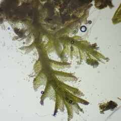 Anastrophyllum michauxii