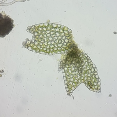 Anastrophyllum michauxii