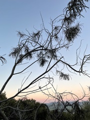 Eriodictyon altissimum