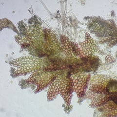 Anastrophyllum michauxii