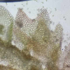 Anastrophyllum michauxii