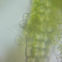 Anastrophyllum michauxii