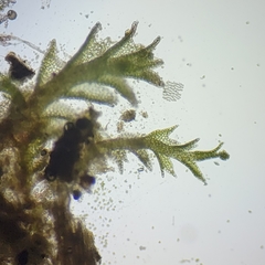 Anastrophyllum michauxii