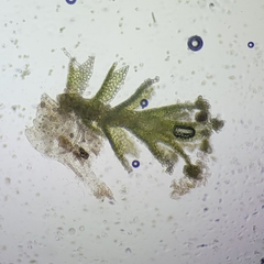 Anastrophyllum michauxii