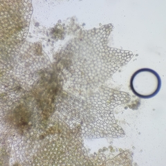 Anastrophyllum michauxii