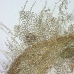 Anastrophyllum michauxii