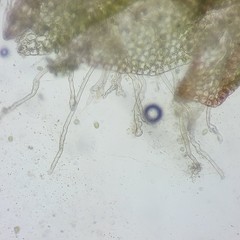 Anastrophyllum michauxii