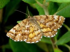 Epelis truncataria