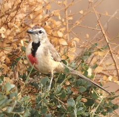 Rhodophoneus cruentus