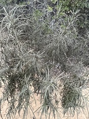 Eriodictyon altissimum