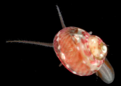 Gabrielona nepeanensis