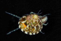 Cratidentium tiberianum