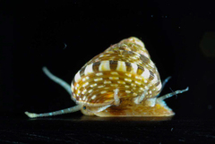 Cratidentium tiberianum