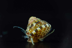 Cratidentium tiberianum