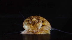 Ethminolia vitiliginea