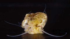 Ethminolia vitiliginea