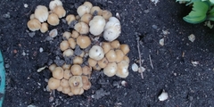 Coprinellus micaceus