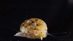 Ethminolia vitiliginea