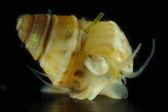 Leiopyrga lineolaris