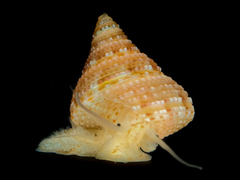 Fautor comptus