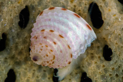 Calliostomatidae