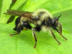 Laphria sacrator