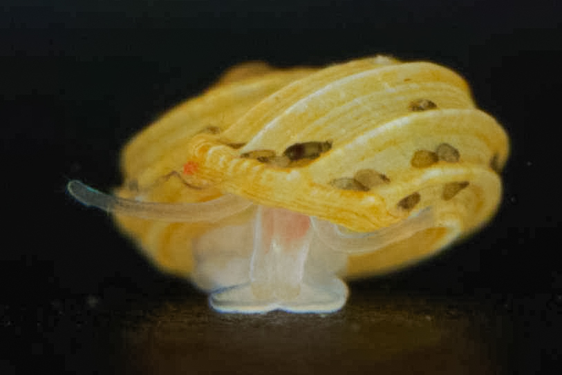 Lodderia