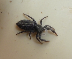 Holoplatys semiplanata