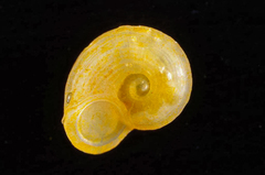 Lodderia lodderae