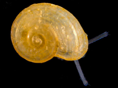 Lodderia lodderae