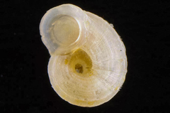 Lodderia lodderae