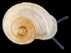 Lodderia lodderae