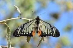 Papilio agestor