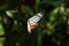 Papilio agestor