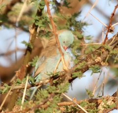 Uraeginthus cyanocephalus