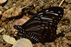 Papilio agestor