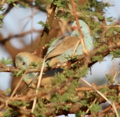 Uraeginthus cyanocephalus