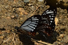 Papilio agestor