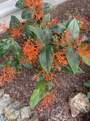 Medinilla scortechinii