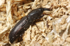 Cossonus