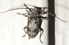 Aegomorphus modestus