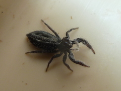 Holoplatys semiplanata