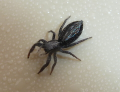 Holoplatys semiplanata